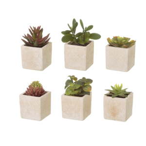 Umjetne biljke u setu 6 kom (visina 9,5 cm) Cactus – Casa Selección