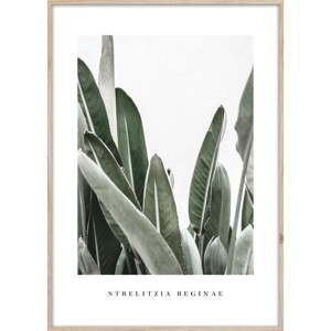 Slika 50x70 cm Strelitzia – Styler