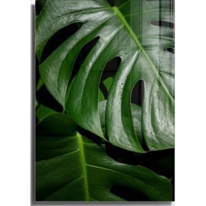 Staklena slika 50x70 cm Monstera - Wallity