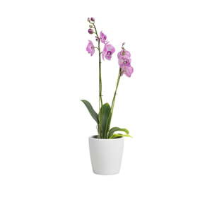Keramička tegla za cvijeće ø 14 cm Thalia – Artevasi