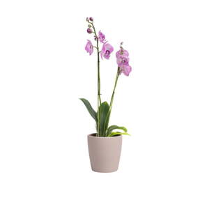 Keramička tegla za cvijeće ø 14 cm Thalia – Artevasi